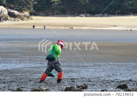 Digging clams in the Seocheon tidal flat of the west coast of Korea Digging clams in the Seocheon tidal flat of the west coast of Korea 70214652