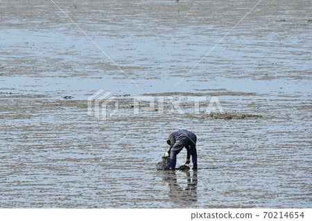 在韓國西海岸的瑞川潮灘挖蛤c 在韓國西海岸的瑞川潮灘挖蛤c 70214654