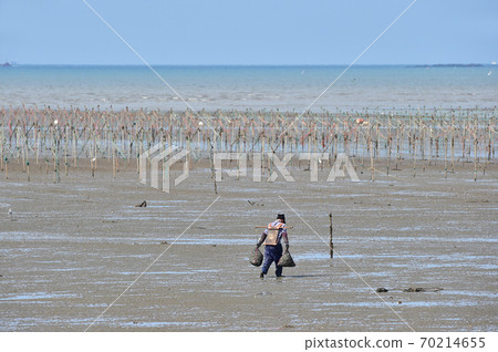 Digging clams in the Seocheon tidal flat of the west coast of Korea Digging clams in the Seocheon tidal flat of the west coast of Korea 70214655