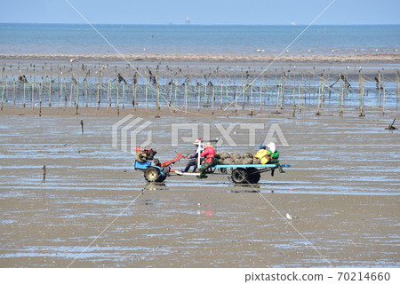 Digging clams in the Seocheon tidal flat of the west coast of Korea Digging clams in the Seocheon tidal flat of the west coast of Korea 70214660