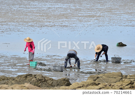 Digging clams in the Seocheon tidal flat of the west coast of Korea 70214661
