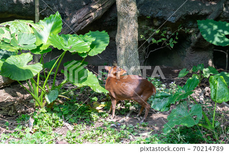 動物 台北市動物園 台北木柵動物園 山羌 羌仔 麂 麂子 黃麂 70214789
