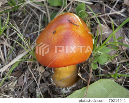 Plants, mushrooms, photos Mushroom mountain Dwarf's house Mushroom tamagotake born from eggs Plants, mushrooms, photos Mushroom mountain Dwarf's house Mushroom tamagotake born from eggs 70214941