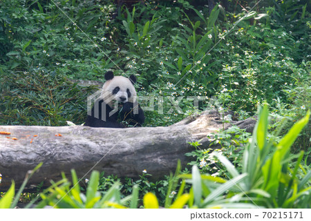 動物 台北市動物園 台北木柵動物園 大貓熊 大熊貓 70215171
