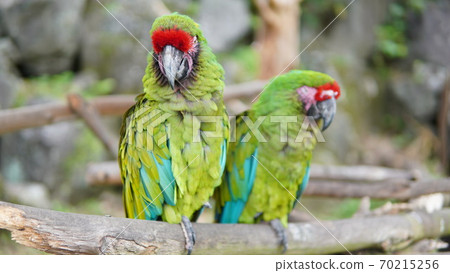 綠色金剛鸚鵡在伊豆Shaboten動物公園 70215256