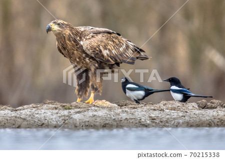 White-tailed eagle with magpies 70215338