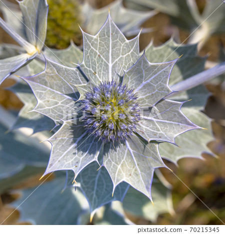 Seaside eryngo growing in environment 70215345
