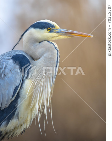 Portrait of Grey heron hunting Portrait of Grey heron hunting 70215387