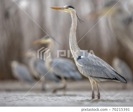 Grey heron hunting stationary in lake 70215391