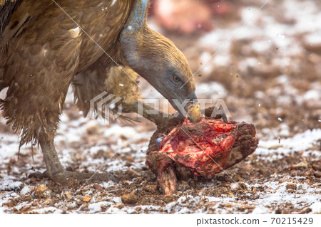 Griffon vulture group Griffon vulture group 70215429