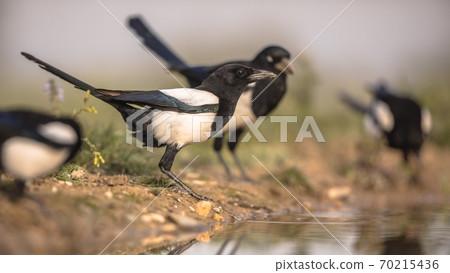 Eurasian Magpie group Eurasian Magpie group 70215436