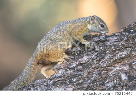 Tree squirrel climbing on branch Tree squirrel climbing on branch 70215445