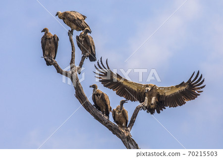 Group of White backed vultures perched in tree 70215503