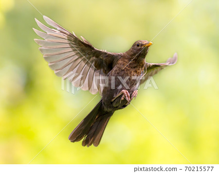 Flying bird on vivid green background 70215577