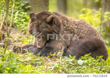 European brown bear resting in forest habitat 70215634