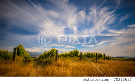 Organic Vineyard under dramatic cloudy sky Organic Vineyard under dramatic cloudy sky 70215637
