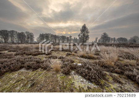 Winter morning sunrise over frosty heathland Winter morning sunrise over frosty heathland 70215689