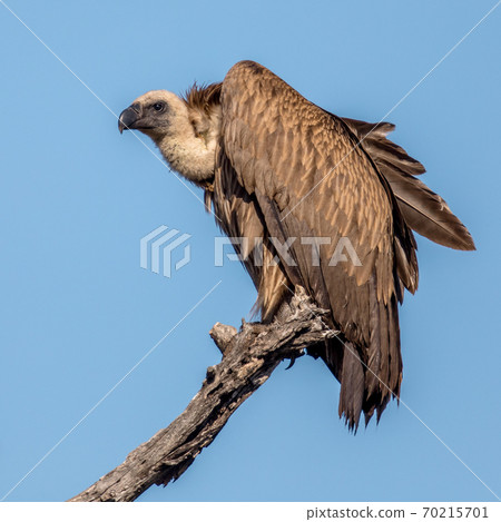 White backed vulture in tree White backed vulture in tree 70215701