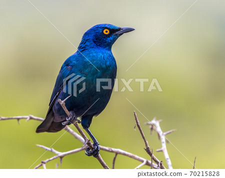 Cape glossy starling 70215828
