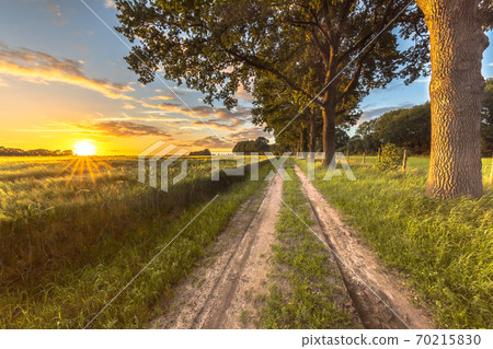 Wheat field along old oak track 70215830