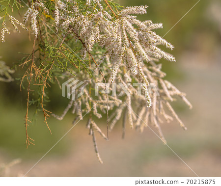 Tamarisk tree blossom Tamarisk tree blossom 70215875