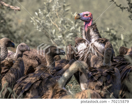 African vultures at cadaver 70215879