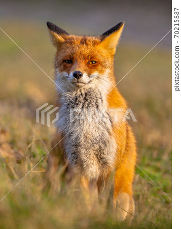 Red fox sitting upright Red fox sitting upright 70215887
