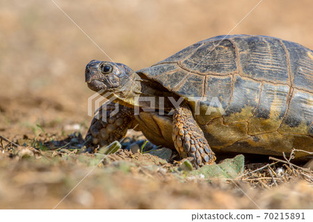 Marginated tortoise close up 70215891
