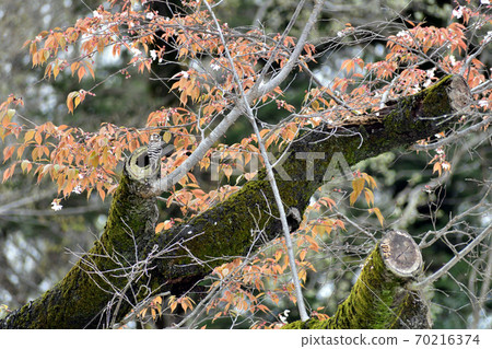 Japanese pygmy woodpecker perching on a wild bird cherry tree 70216374