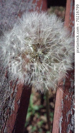 在長凳之間盛開的蒲公英 在長凳之間盛開的蒲公英 70216799