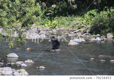 Mother bear hunting unfamiliar 70216853