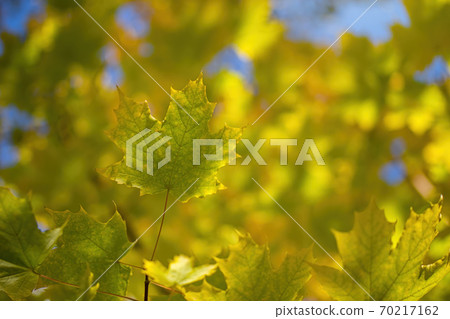 Twig with maple leaves close up Twig with maple leaves close up 70217162