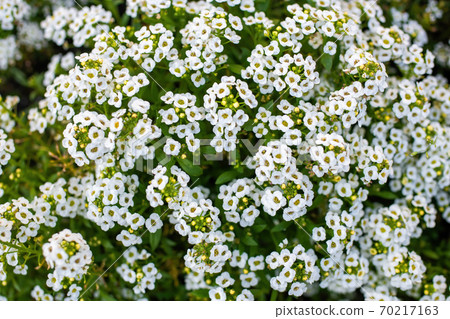 Flowers are alyssum close-up Flowers are alyssum close-up 70217163