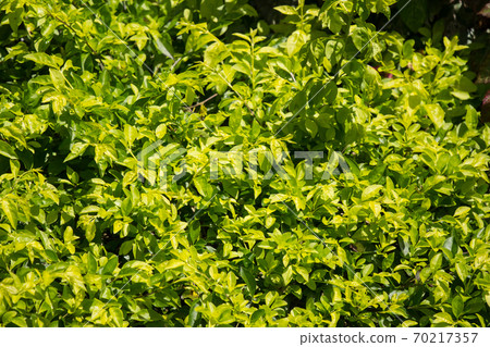 Green leaf of Duranta repens tree Green leaf of Duranta repens tree 70217357