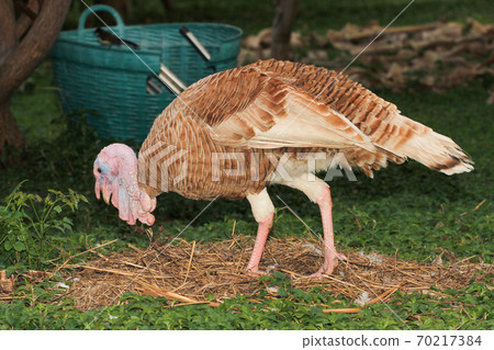 Brown turkey eat grass in garden Brown turkey eat grass in garden 70217384