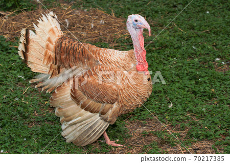 Brown turkey is stay in garden Brown turkey is stay in garden 70217385