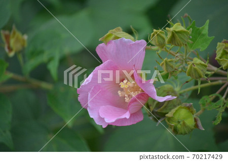 Rosa Rubiginosa Rosa Rubiginosa 70217429