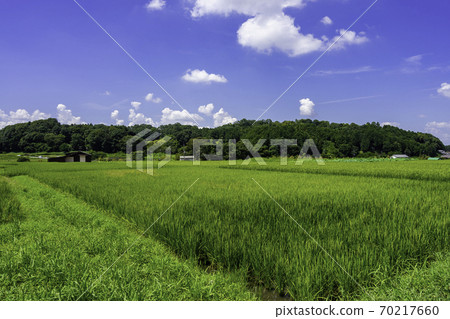 奈良縣天草岡明日香村 70217660