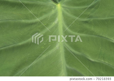 Taro leaf 70218393