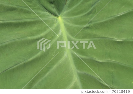 Taro leaf Taro leaf 70218419