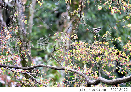 Enaga棲息在野生鳥樹上 70218472
