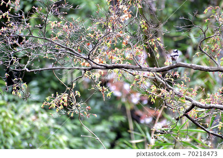 Enaga棲息在野生鳥樹上 Enaga棲息在野生鳥樹上 70218473