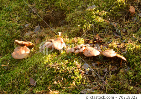Group of mushrooms Suillus bovinus. Group of mushrooms Suillus bovinus. 70219322
