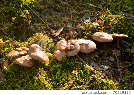 Group of mushrooms Suillus bovinus. Group of mushrooms Suillus bovinus. 70219323