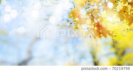 fall maple leaves fall maple leaves 70219799