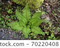 Beautiful fern leaves in the forest. 70220408