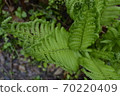 Beautiful fern leaves in the forest. 70220409