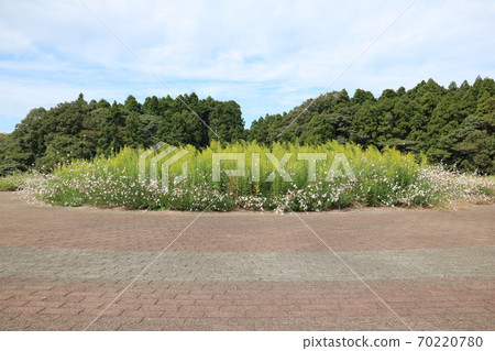 在一個陽光明媚的公園裡圍成一圈的植物 在一個陽光明媚的公園裡圍成一圈的植物 70220780