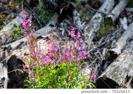 Pink-flowered Epilobium angustifolium blossom Pink-flowered Epilobium angustifolium blossom 70220813
