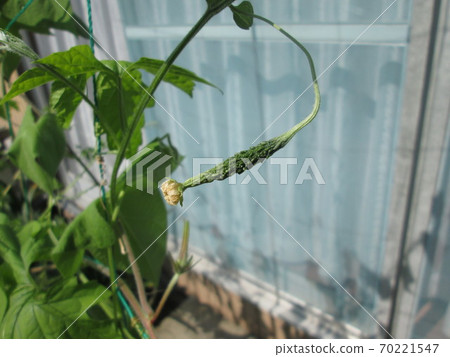 Bitter gourd that began to bear fruit from yellow flowers 70221547